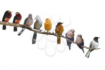 Perching Birds Isolated On White Background