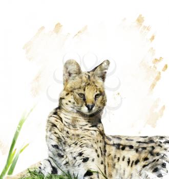 Digital Painting Of Serval Portrait