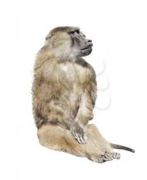 Digital Painting Of Baboon Monkey