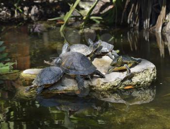 Yellow-bellied Slider Turtles Basking
