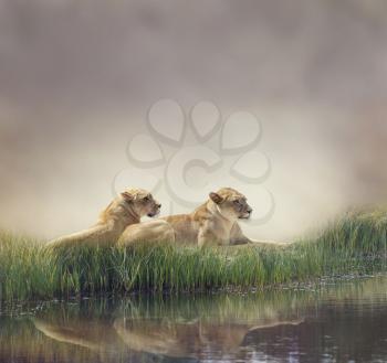 Female Lions Resting Near Pond