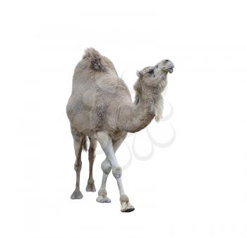 Single-Humped Camel Isolated On White Background