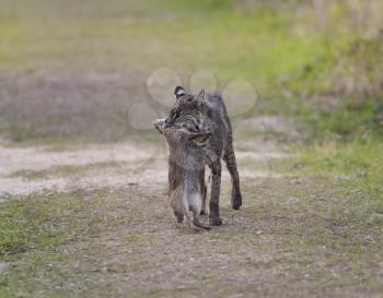 Wild Bobcat Holds a Rabbit in its Mouth