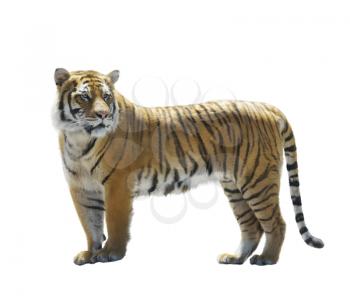 Digital Painting of Tiger isolated on White