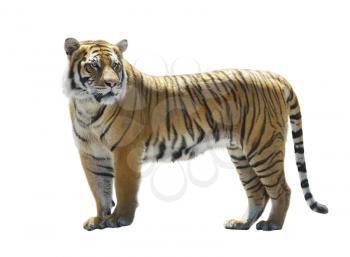 Tiger Isolated on White Background