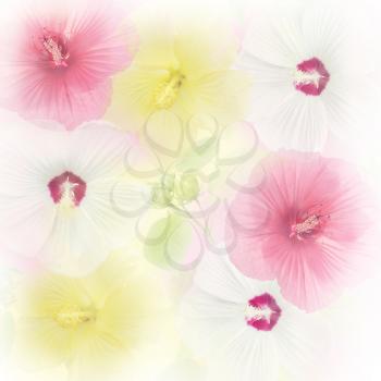 Colorful Hibiscus flowers for background