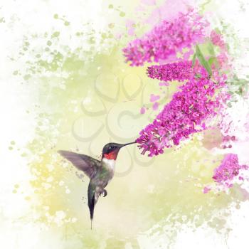 Digital painting of Ruby Throated Hummingbird and Butterfly bush