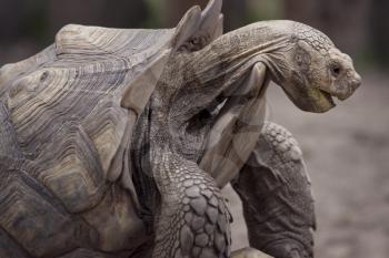 giant Galapagos turtle , close up