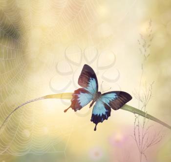 Nature Background with Blue Mountain Swallowtail
