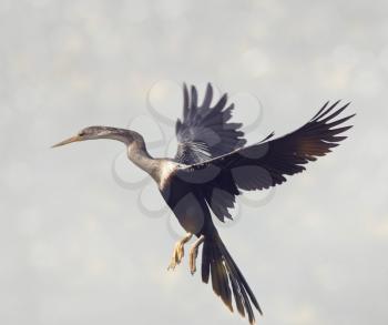 Anhinga bird landing in Florida wetlands