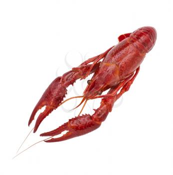 Fresh boiled red crayfish, isolated on white background. Top view