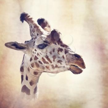 digital painting of giraffe portrait