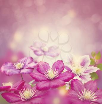 Purple clematis flowers for background