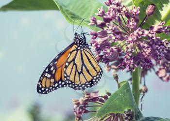 Monarch butterfly perched on pink swamp milkweed flowers 