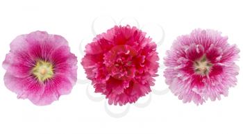 hollyhock flower heads isolated on white background