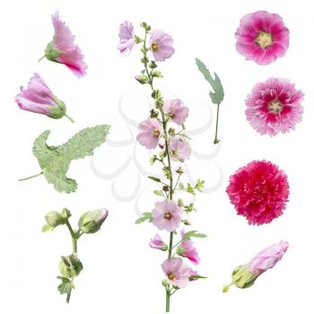 set of hollyhock flowers , leaves and buds  isolated on white background