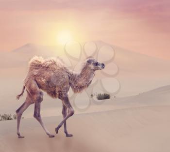 Baby Camel with two humps , Bactrian camel walking in desert at sunset