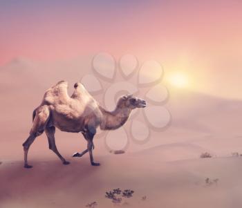  Bactrian camel  walking in desert at sunset
