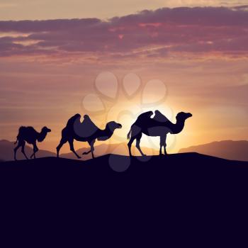 camels silhouettes in dunes at sunset 