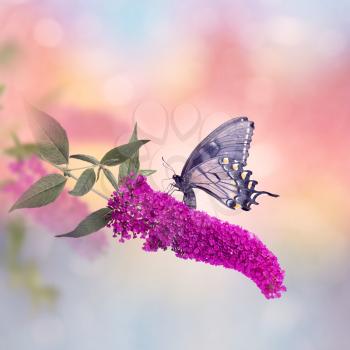 Black Swallowtail Butterfly Feeds on purple flowers