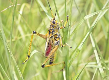 Southeastern Lubber Grasshopper, close up