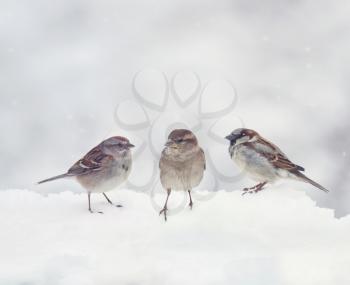 Sparrows sit on snow in the winter