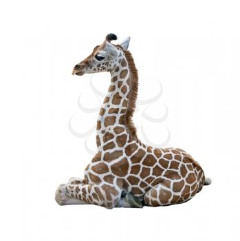 Young Giraffe resting isolated on white background
