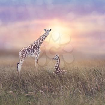 Two giraffes in grassland at sunset