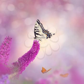 Swallowtail butterfly feeds on flowers in the garden