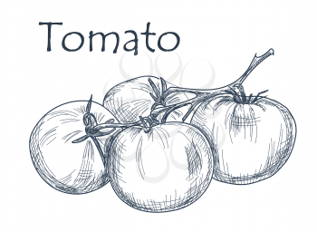 Hand drawn tomato over white background. Vector