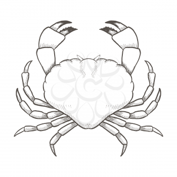 Crab drawing on white background. Hand drawn outline vintage seafood illustration.