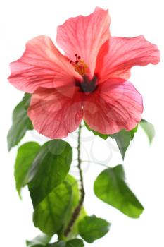 Red hibiscus isolated on white background