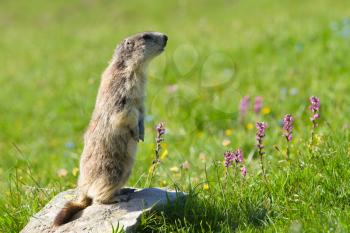 A cute marmot in the alps