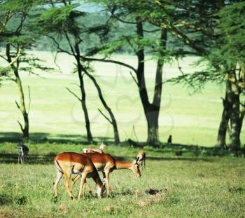 Royalty Free Photo of Antelopes