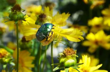 Royalty Free Photo of a Green Beetle on a Yellow Flower