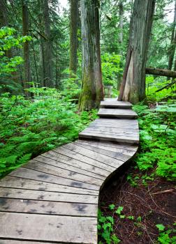 Royalty Free Photo of a Boardwalk in the Forest