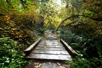 Royalty Free Photo of a Boardwalk in a Forest