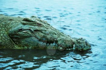 Royalty Free Photo of a Crocodile