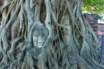 Royalty Free Photo of a Statue in Tree Roots