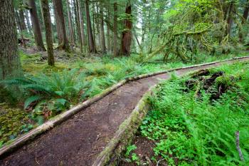 Royalty Free Photo of a Trail in a Forest