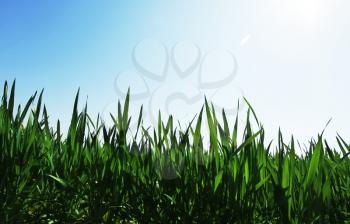 Royalty Free Photo of Grass