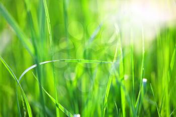 Royalty Free Photo of Grass