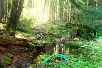 Royalty Free Photo of a Sunny Forest in Olympic Park, USA