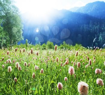 Royalty Free Photo of a Mountain meadow