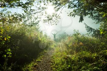 Royalty Free Photo of a Trail in the Morning