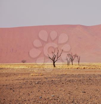 Royalty Free Photo of Dead Valley in Namibia