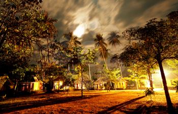 Royalty Free Photo of Palm Trees at Night