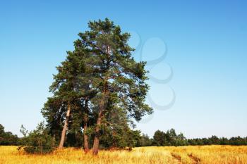 Royalty Free Photo of Pine Trees