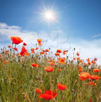 Royalty Free Photo of Poppies