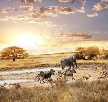 Royalty Free Photo of a African Animals